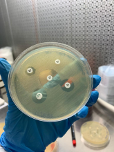 Microbiologia e Microbiologia Clinica              